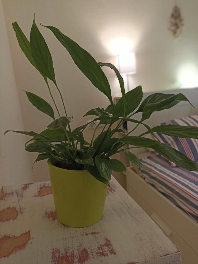 Confortable Habitacion Centrica En Piso Privado Lejlighed Málaga Eksteriør billede