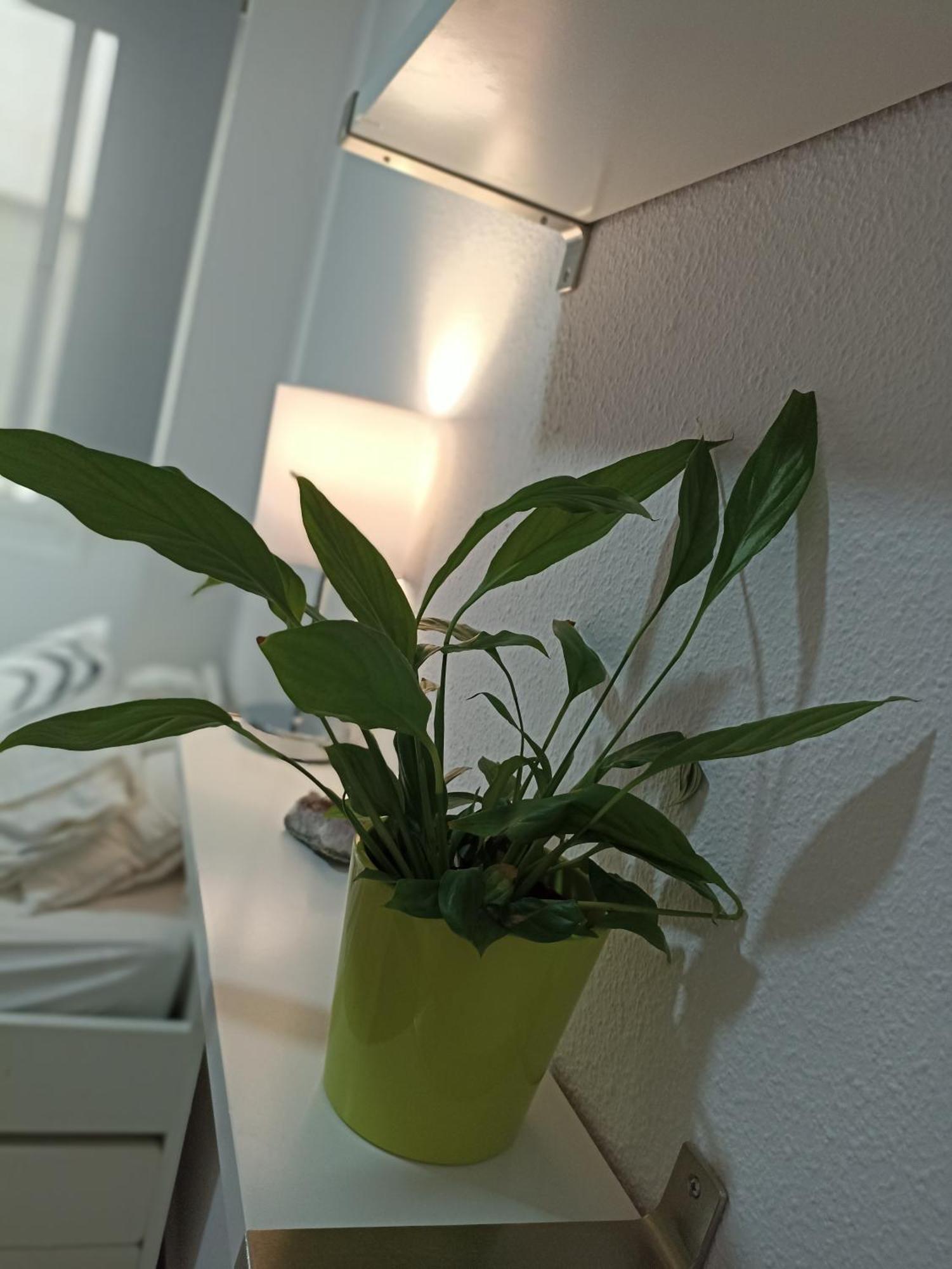 Confortable Habitacion Centrica En Piso Privado Lejlighed Málaga Eksteriør billede